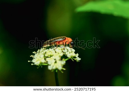 A vibrant red-necked firefly (Luciola kagiana) is perched on delicate white blossoms. Its distinctive red thorax and black elytra contrast beautifully with the white flowers. Taiwan.