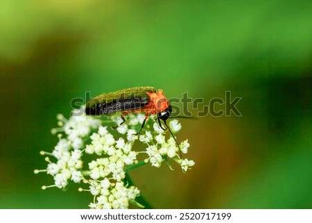 A vibrant red-necked firefly (Luciola kagiana) is perched on delicate white blossoms. Its distinctive red thorax and black elytra contrast beautifully with the white flowers. Taiwan.