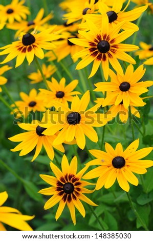 Similar – Image, Stock Photo yellow Rudbeckia with green leaves