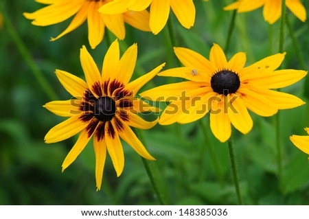 Similar – Image, Stock Photo yellow Rudbeckia with green leaves