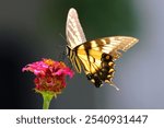 A vibrant Sailfish glaucus (Papilio glaucus) butterfly perched atop a vibrant pink flower