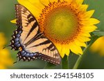 A vibrant Sailfish glaucus (Papilio glaucus) butterfly perched atop a sunflower