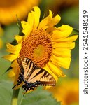 A vibrant Sailfish glaucus (Papilio glaucus) butterfly perched atop a sunflower