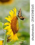 A vibrant Sailfish glaucus (Papilio glaucus) butterfly perched atop a sunflower