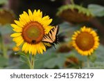 A vibrant Sailfish glaucus (Papilio glaucus) butterfly perched atop a sunflower