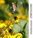 A vibrant Sailfish glaucus (Papilio glaucus) butterfly flying upon a lush yellow flower