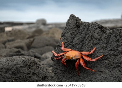 A vibrant Sally Lightfoot crab perched on rugged volcanic rock, showcasing its bright red and orange hues against a stark natural backdrop - Powered by Shutterstock