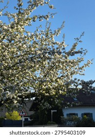 A vibrant scene of springtime, featuring a tree full of white blossoms in full bloom against a clear blue sky. The sun casts a warm glow on the branches and flowers, creating a picturesque that captures the essence of spring. This photograph is perfect for use cases such as seasonal greetings, nature-inspired advertisements, or as a backdrop for any event celebrating the arrival of spring.