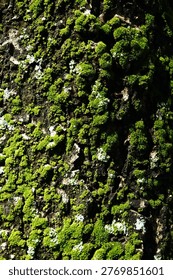 A vibrant section of tree bark covered in bright green moss. The soft, dense moss contrasts with the rough, dark bark underneath, creating a fresh and lively natural texture full of detail and depth.