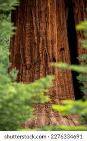 Vibrant Sequoia Tree through Bright Green Pine Branches in Sequoia National Park