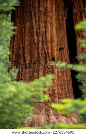 Vibrant Sequoia Tree through Bright Green Pine Branches in Sequoia National Park