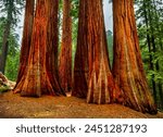 Vibrant Sequoia Trees in California. 