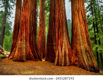 Vibrant Sequoia Trees in California.  - Powered by Shutterstock