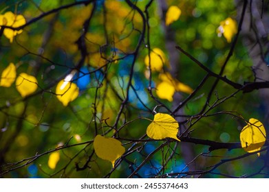 Vibrant shades of red, orange and yellow create a stunning display. Leaves illuminated by the sun in a golden glow. Autumn colors stand out against the clear blue sky. - Powered by Shutterstock