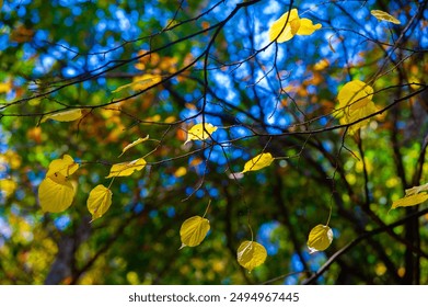 Vibrant shades of red, orange and yellow create a stunning display. Leaves illuminated by the sun in a golden glow. Autumn colors stand out against the clear blue sky. - Powered by Shutterstock