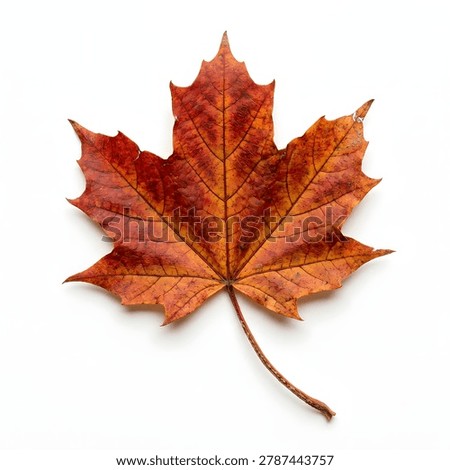 Vibrant single autumn maple leaf in rich red and orange hues, showcasing intricate venation and serrated edges, isolated on a clean white background, symbolizing fall season.