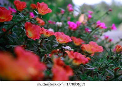 Vietnam Rose Hd Stock Images Shutterstock