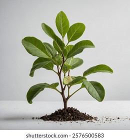 A vibrant small fig tree sapling, perfect for home gardens or pots, featuring lush green leaves and the promise of delicious, sweet figs.