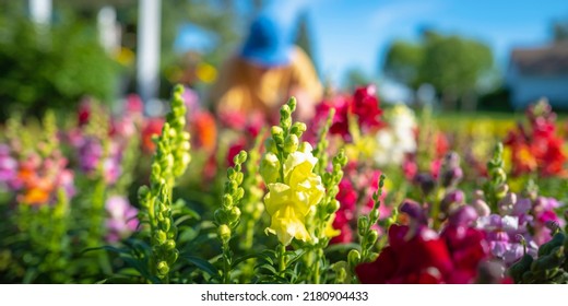 Vibrant Snapdragon Snappy Flower Heads In The Garden And A Person Sitting Gardening In The Blurred Background.