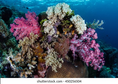 Vibrant soft corals grow on a healthy reef in Wakatobi National Park, Indonesia. This remote region harbors spectacular marine biodiversity and is a popular destination for divers and snorkelers.