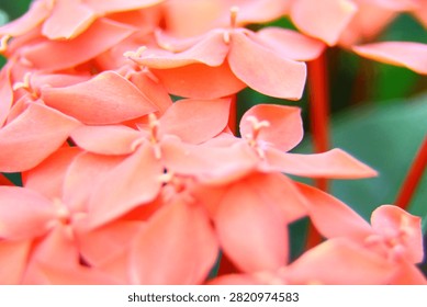 A vibrant, soft-focus macro close-up of a dense cluster of blooming coral-pink Ixora flowers with delicate petals against a blurred green background.