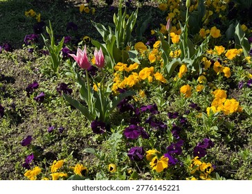 A vibrant spring flower bed featuring pink lily-flowered tulips surrounded by a colorful carpet of yellow and purple pansies (Viola tricolor). The image captures the diversity of spring flora in a sunny garden, showcasing the contrast between the tall, elegant tulip petals and the low-growing, cheerful pansies in a natural landscape setting.