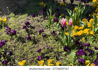 A vibrant spring flower bed featuring pink lily-flowered tulips surrounded by a colorful carpet of yellow and purple pansies (Viola tricolor). The image captures the diversity of spring flora in a sunny garden, showcasing the contrast between the tall, elegant tulip petals and the low-growing, cheerful pansies in a natural landscape setting.