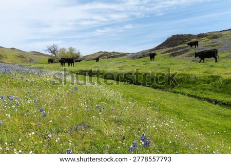 Vibrant spring landscape at North Table Mountain Ecological Reserve in California, blooming with colorful wildflowers across lush green fields.