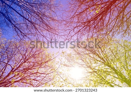 Vibrant spring trees with budding leaves under a bright sky. Sunlight filters through branches, creating a colorful, serene atmosphere. Nature's renewal in spring. Forest and nature image.