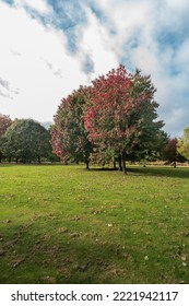 Vibrant Staffordshire Autumnal Trees Against The Manicured Lawn, Sunny Day With Clouds, Horticulture And Landscape Concept Illustration.