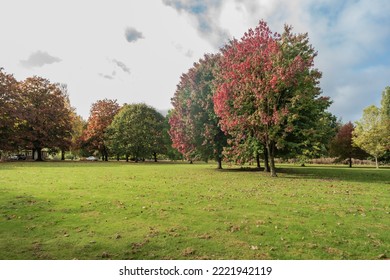 Vibrant Staffordshire Autumnal Trees Against The Manicured Lawn, Sunny Day With Clouds, Horticulture And Landscape Concept Illustration.