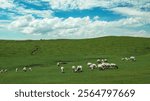 Vibrant summer landscape of Xilamuren Grassland in Inner Mongolia with grazing sheep