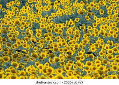 A vibrant sunflower field, with a flock of starlings soaring above. The contrast of bright yellow sunflowers and graceful birds creates a serene and lively natural scene full of harmony. - Powered by Shutterstock