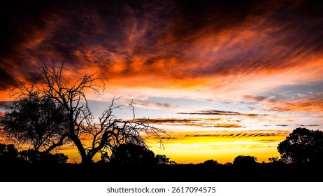 Vibrant sunset sky with dramatic clouds over woody area