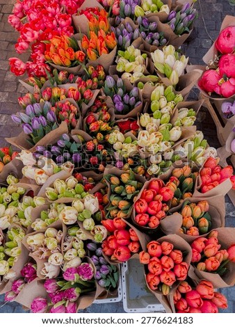 Vibrant top view of rows of fresh tulips: red, orange, white, and purple flowers. Beautiful spring background for holiday content, floristry, and Mother's Day gifts.