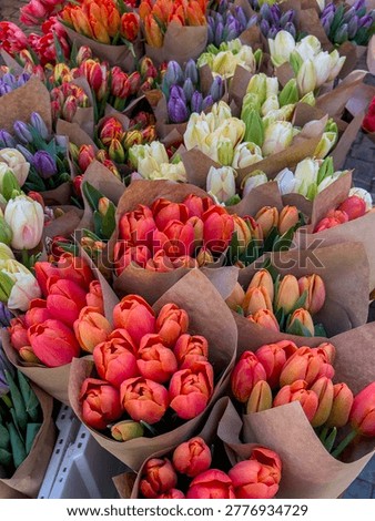 Vibrant top view of rows of fresh tulips: red, orange, white, and purple flowers. Beautiful spring background for holiday content, floristry, and Mother's Day gifts.