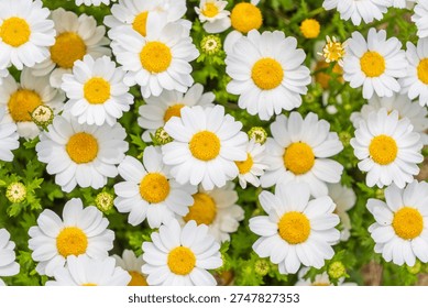 A vibrant, top-down full-frame view of a dense cluster of white Marguerite daisies in full bloom. Each flower features bright white petals radiating from a sunny yellow center, creating a cheerful and energetic floral pattern. The green foliage peeking through adds a natural contrast. This high-angle shot is ideal for floral backgrounds, gift cards, spring-themed advertisements, or any design requiring a fresh and happy atmosphere for occasions like Mother's Day or Easter.