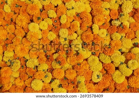 A vibrant, top-down, full-frame view of a dense carpet of orange and yellow marigold flowers. The blossoms are tightly packed together, creating a rich, textured floral background. This image is ideal