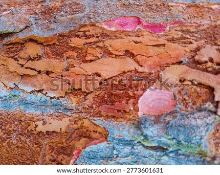  Vibrant Tree Bark Patterns,


This close-up image highlights the vibrant colors and intricate patterns of tree bark. Rich tones of orange, pink, and earthy browns blend seamlessly, showcasing the natural art created by the layers of bark. Textured surfaces reveal irregularities and waves, emphasizing the organic complexity. Hints of blue and green add a unique touch, enhancing the visual appeal and inviting a closer examination of nature’s beauty in this captivating detail.