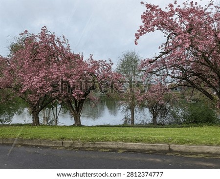 Vibrant trees with brilliant pink spring blossoms frame a peaceful lakeside bordered by lush green grass near a quiet road, capturing the beauty of an Oregon spring landscape.