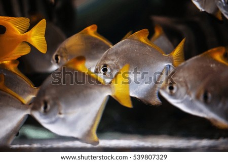 triangle fish www