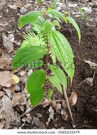 Vibrant tropical sapling with large, deeply veined green leaves (possibly Melastoma or Miconia species) growing in fertile forest soil. #TropicalPlant #JungleFoliage #Sapling
