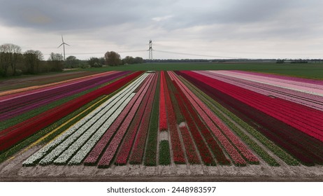 Vibrant tulip fields with a variety of colors in a rural landscape, featuring wind turbines and electricity pylons under a cloudy sky, showcasing sustainable energy and natural beauty. - Powered by Shutterstock