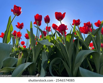 Vibrant tulip garden in full bloom, showcasing a colorful array of red, yellow, pink, and orange flowers under a clear blue sky. Perfect for springtime themes and floral designs. - Powered by Shutterstock