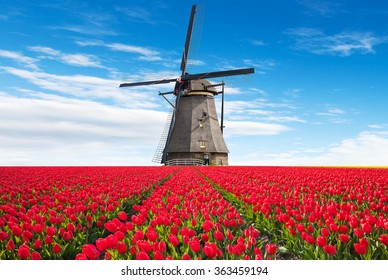 Vibrant Tulips Field With Dutch Windmill