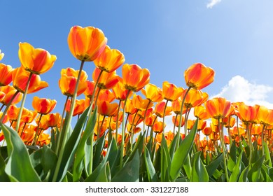 Vibrant tulips withe a clear blue sky in The Netherlands