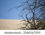 A vibrant vermilion flycatcher Pyrocephalus rubinus perched on a branch at Huacachina Oasis surrounded by sand dunes