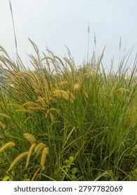 A vibrant vertical composition showcasing a dense field of tall fountain grass with delicate golden-brown seed heads swaying gently under an overcast sky. This natural scene provides a serene and organic background.