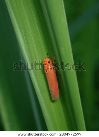 A vibrant vertical macro shot of a small, bright orange elongated insect or leafhopper resting on a straight green blade of grass in the wild forest.