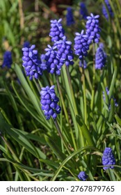 A vibrant vertical shot of multiple grape hyacinth flowers growing in a lush garden. The image features bright blue blossoms against long green leaves, captured in natural daylight to highlight the fresh colors and textures of early spring.